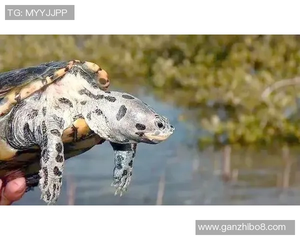 探索足球纹龟的神秘世界及其在生态系统中的重要角色与保护现状